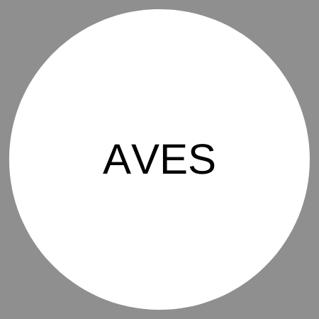 Aves